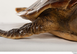 Leg Turtles Animal photo references